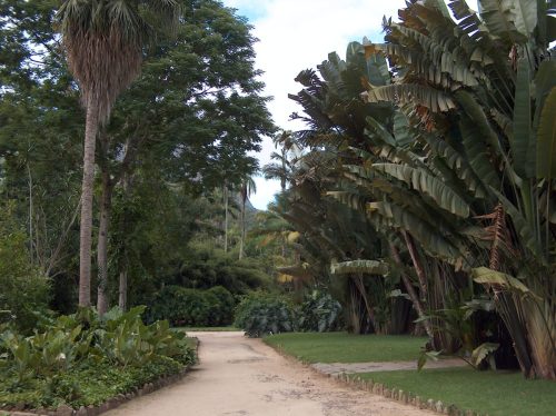 Botananikaaed