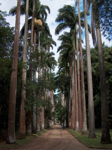Botananikaaed