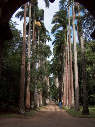 Botananikaaed