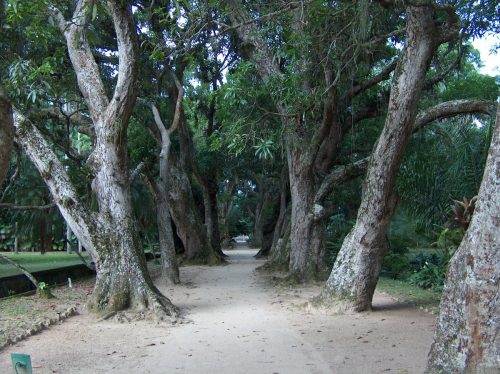 Botananikaaed