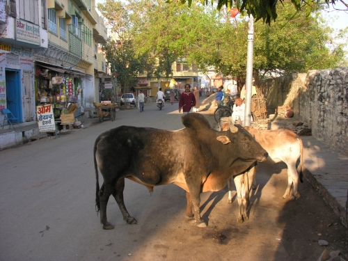 Udaipur22 1