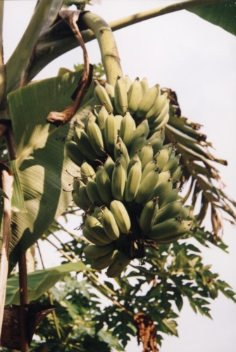banaanid