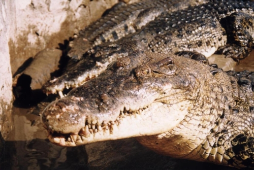 Krokodillifarm