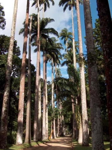 © Rio de Janeiro, Kuningpalmide allee botaanikaaias Pargue Nacional da Tijuca, asutatud 1808. a